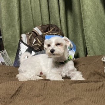 saikonoheya's tweet photo. 知り合いのワンちゃんが行方不明です。
拡散お願いします。

「世田谷区松原、赤堤、梅ヶ丘、豪徳寺、明大前、共同、下高、

拡散お願いします。」
マルチーズ
男の子

5月23日午後1時ごろ

連絡先：　携帯　090-6401-8815 https://t.co/AUjkWms5UX