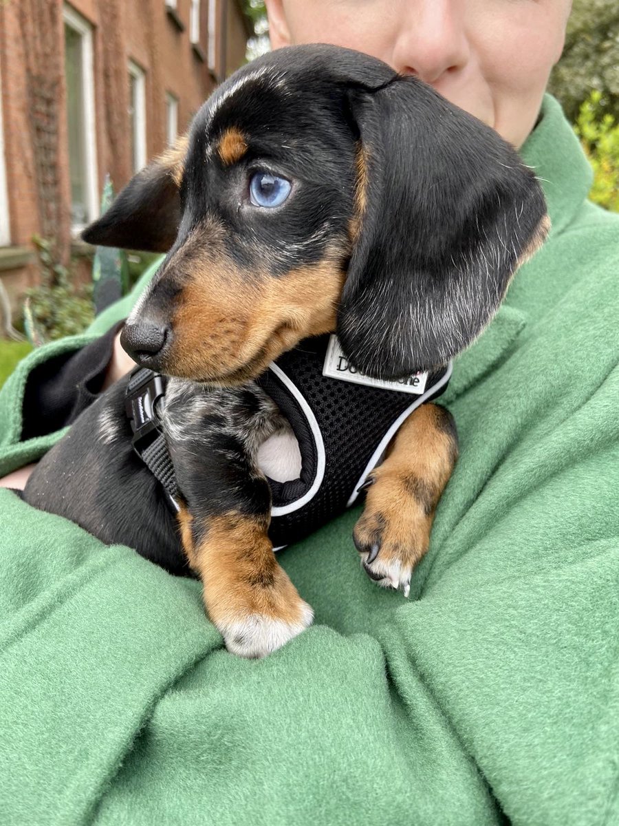 fionadoherty31's tweet photo. @BootstrapCook 👋🏼 from Otis, our mini doxie 🐶 https://t.co/LbS5APN84V