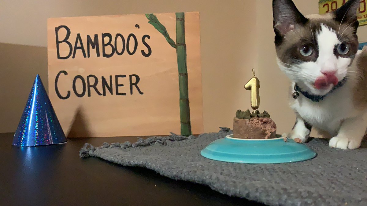 It’s a special  #Caturday as my sweet Bamboo officially turns 1 today! We actually got her in January from  @adoptasiamese and couldn’t be happier! Worry not, we didn’t let her eat that entire “cake” !  #CatsISeeOnStories