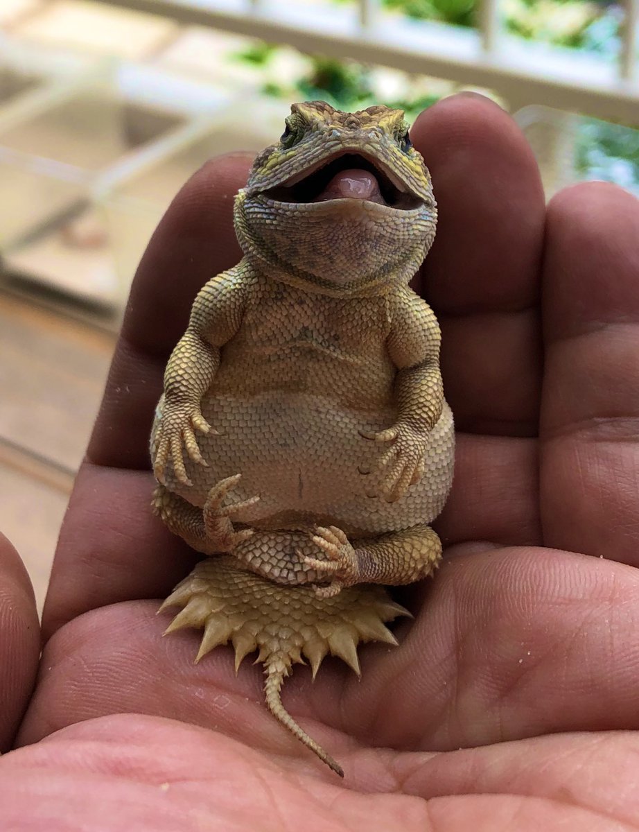鱗友堂 酷い 不細工な生き物だなぁ