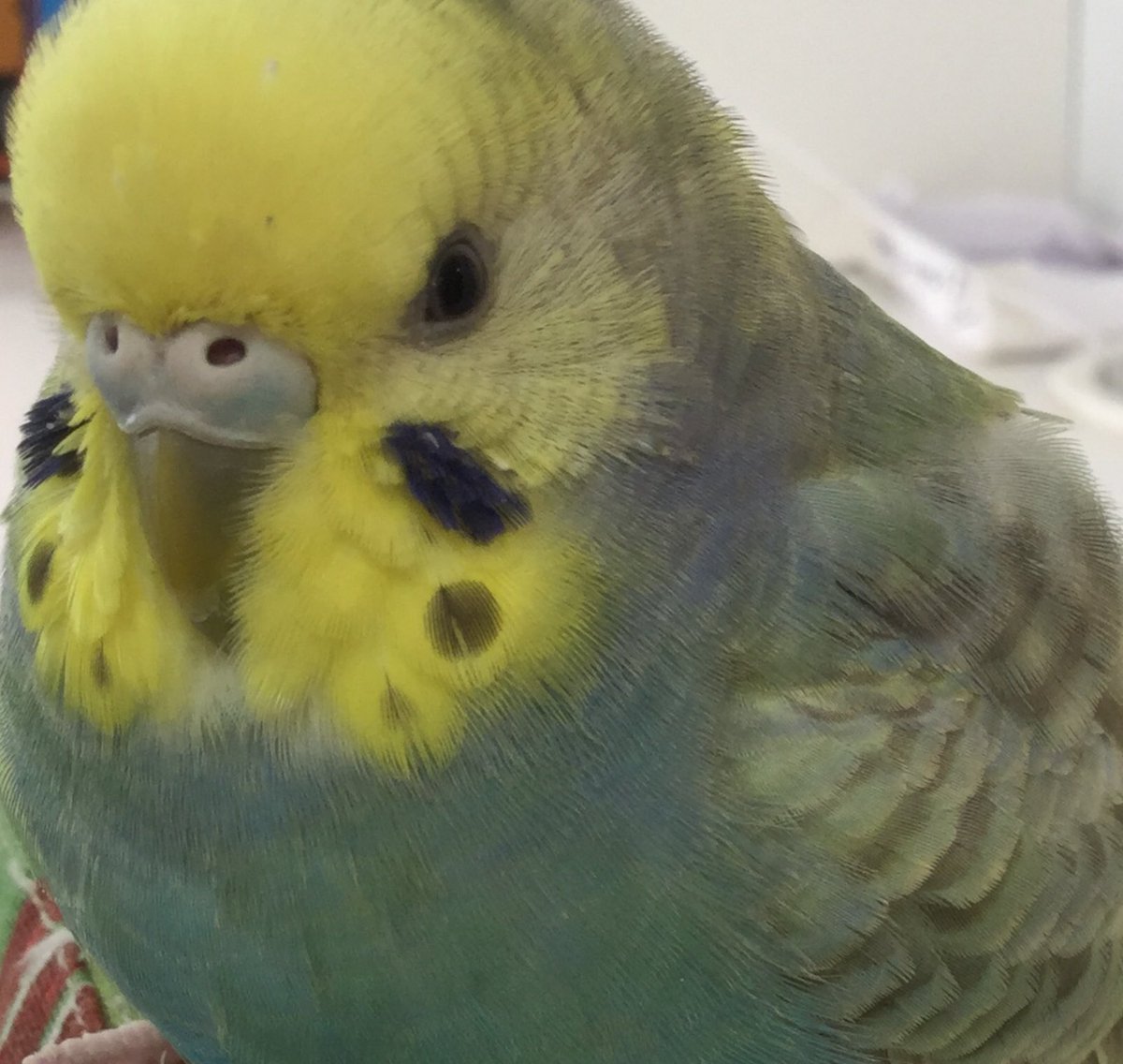 レインボーインコ レインボーインコ