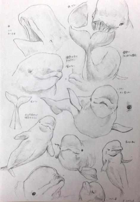 メロンのとこぷにぷにしたい

2/26  シロイルカ
#1日1海獣 