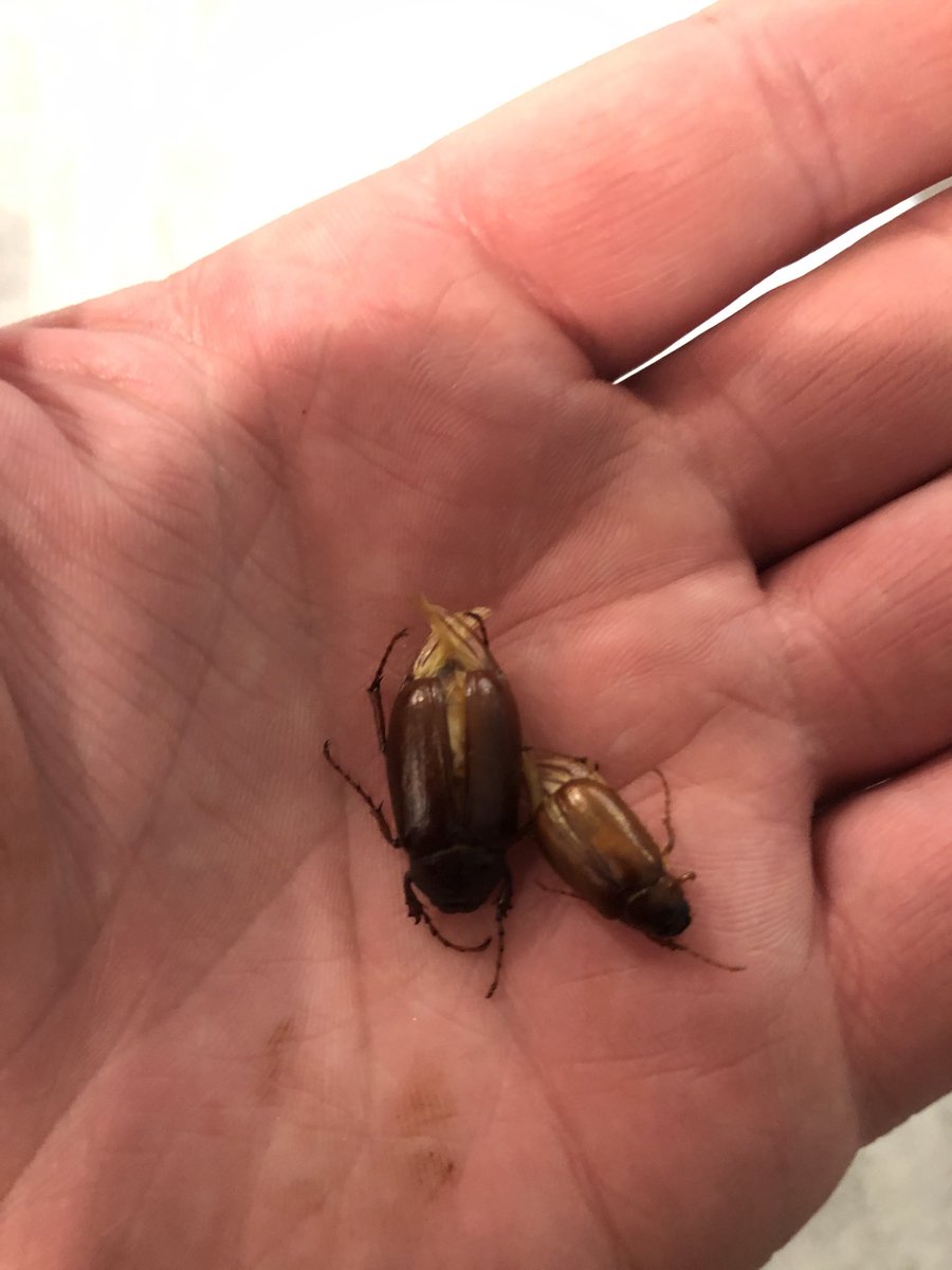 June bug and European Chaffer!! Explaining to friends on the deck!!