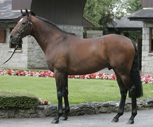 NZTM_TWEET's tweet photo. In Australia @WRLStud bred #FlyingAgent (Raise The Flag (pic)-Nancy Wake) has lead home a New Zealand bred trifecta in the Sandown Hurdle with Michelin (Pentire) and Diamond Star Halo (High Chaparral) in second and third https://t.co/Pi4y67mxrk