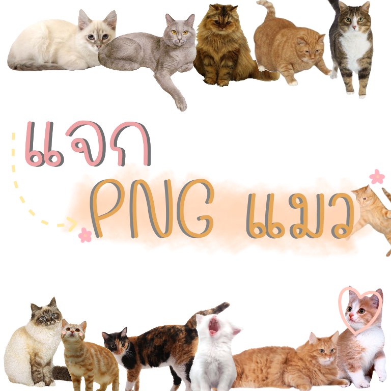 dryixe's tweet photo. มาแจกpng จ้าาาา🌻✨
อันนี้ขอมอบให้ทาสแมวทั้งหลายนะค้าาาา 🐈
ลิ้งค์: https://t.co/PHW5euVMXF
#แจกpng #dryixepng https://t.co/5xIuV1ny4r