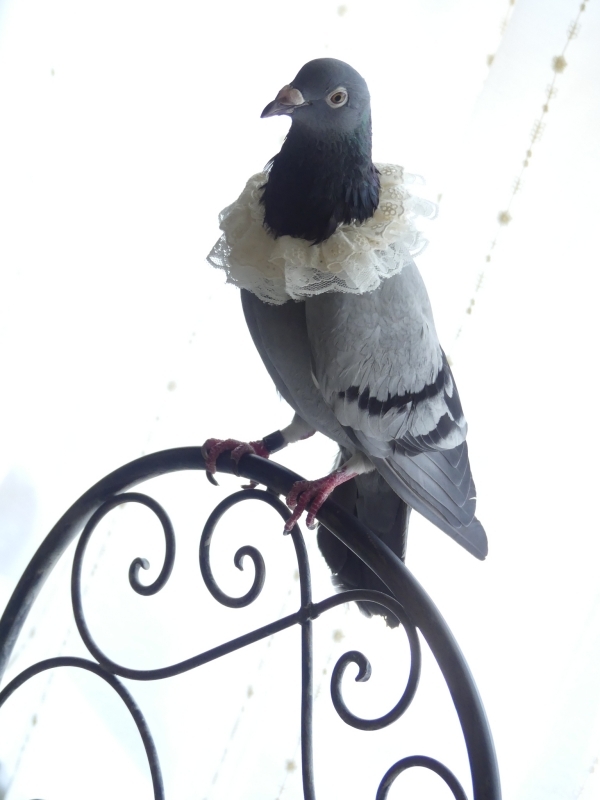 風鷹 9 けもケットh03 ２年前にスタジオで撮影したうちの鳩 今よりほっそりしてますね レース鳩 ですが なぜかペットショップにいたのをお迎えしました 攻撃的で甘えん坊な性格です 名前は一応あるのですが 普段は ハト と呼んでいます 鳩の