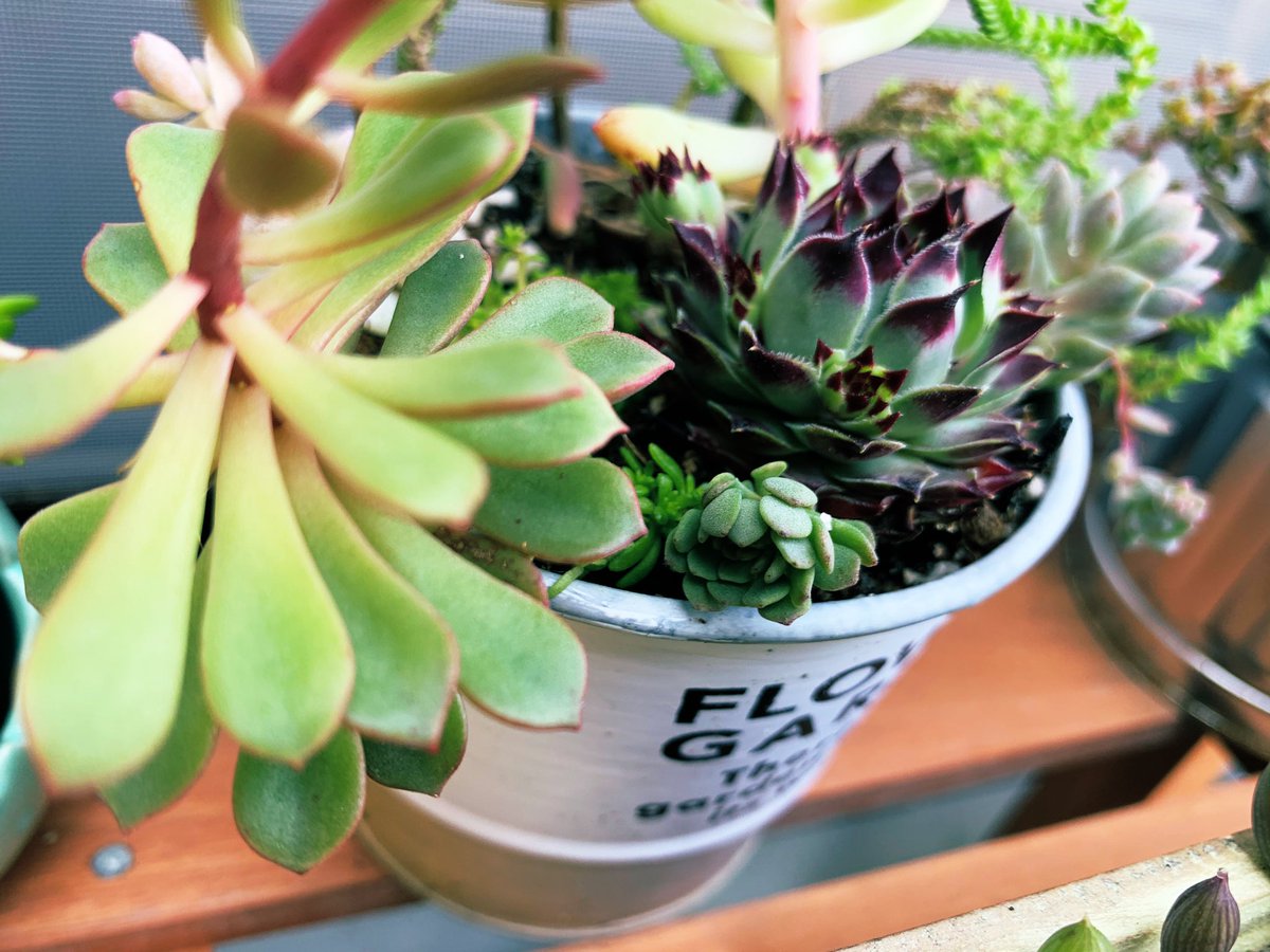 六汰 痩せたい ろく多肉植物 青い鉢難しい W 六汰 痩せたい ろく多肉植物 青い鉢難しい W