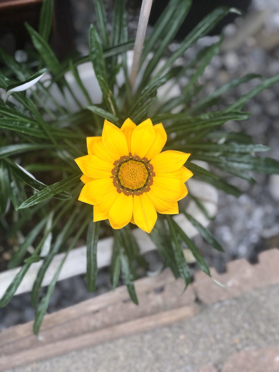 பூக்களே சற்று ஓய்வெடுங்கள்.... #என்வீட்டுதோட்டத்தில்