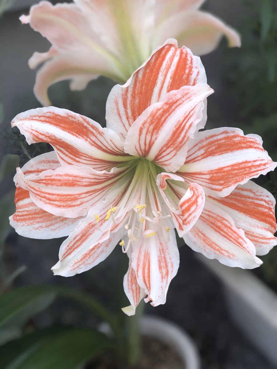 பூக்களே சற்று ஓய்வெடுங்கள்.... #என்வீட்டுதோட்டத்தில்