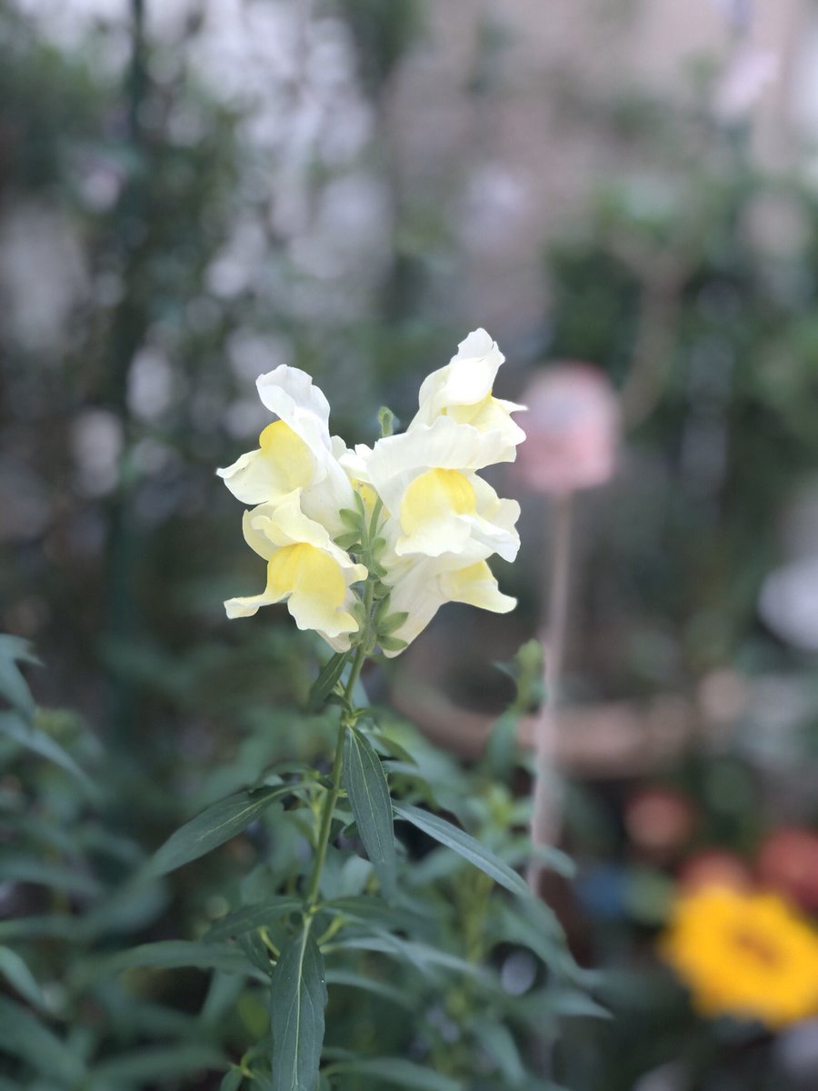 பூக்களே சற்று ஓய்வெடுங்கள்.... #என்வீட்டுதோட்டத்தில்