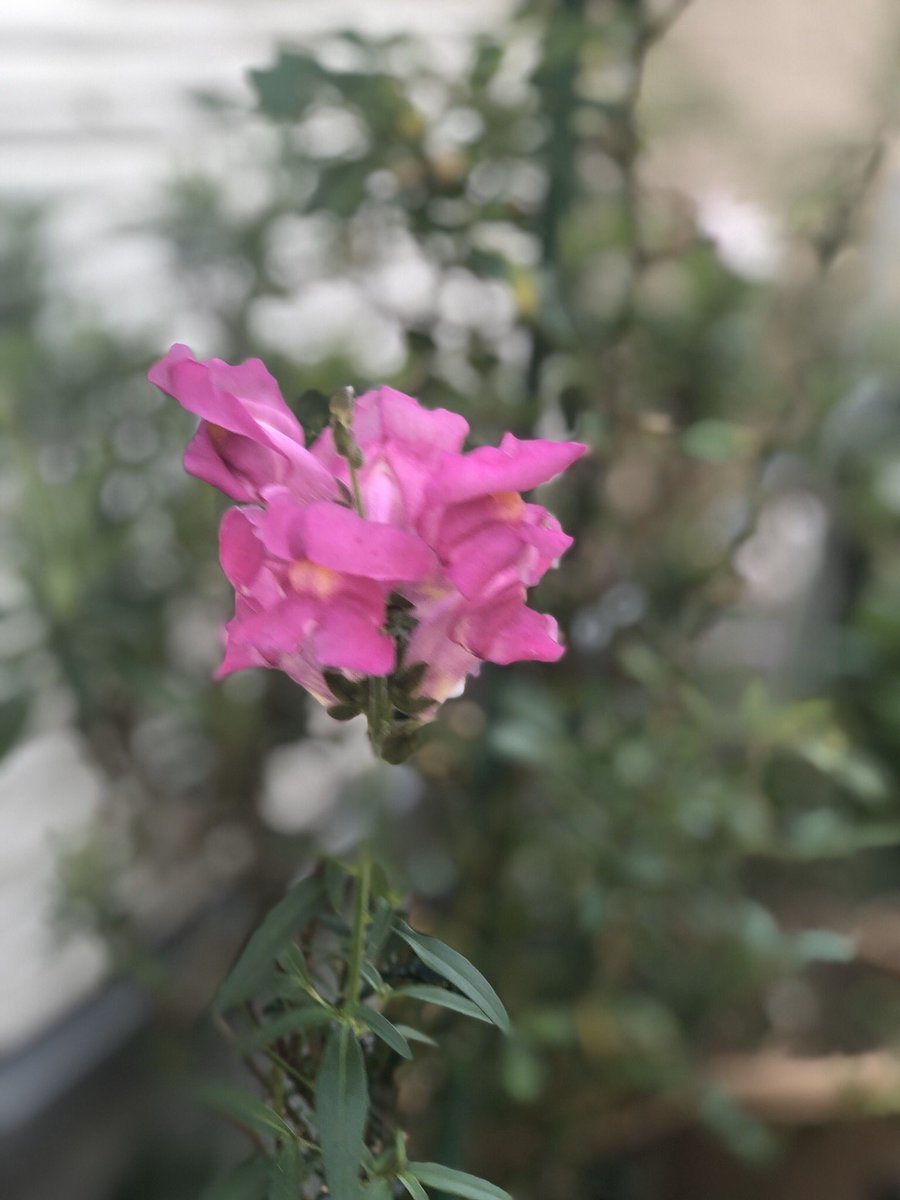 பூக்களே சற்று ஓய்வெடுங்கள்.... #என்வீட்டுதோட்டத்தில்