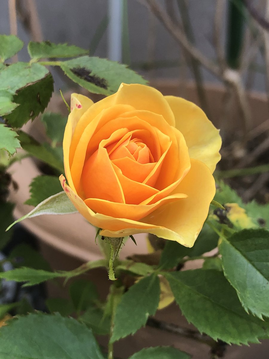 பூக்களே சற்று ஓய்வெடுங்கள்.... #என்வீட்டுதோட்டத்தில்