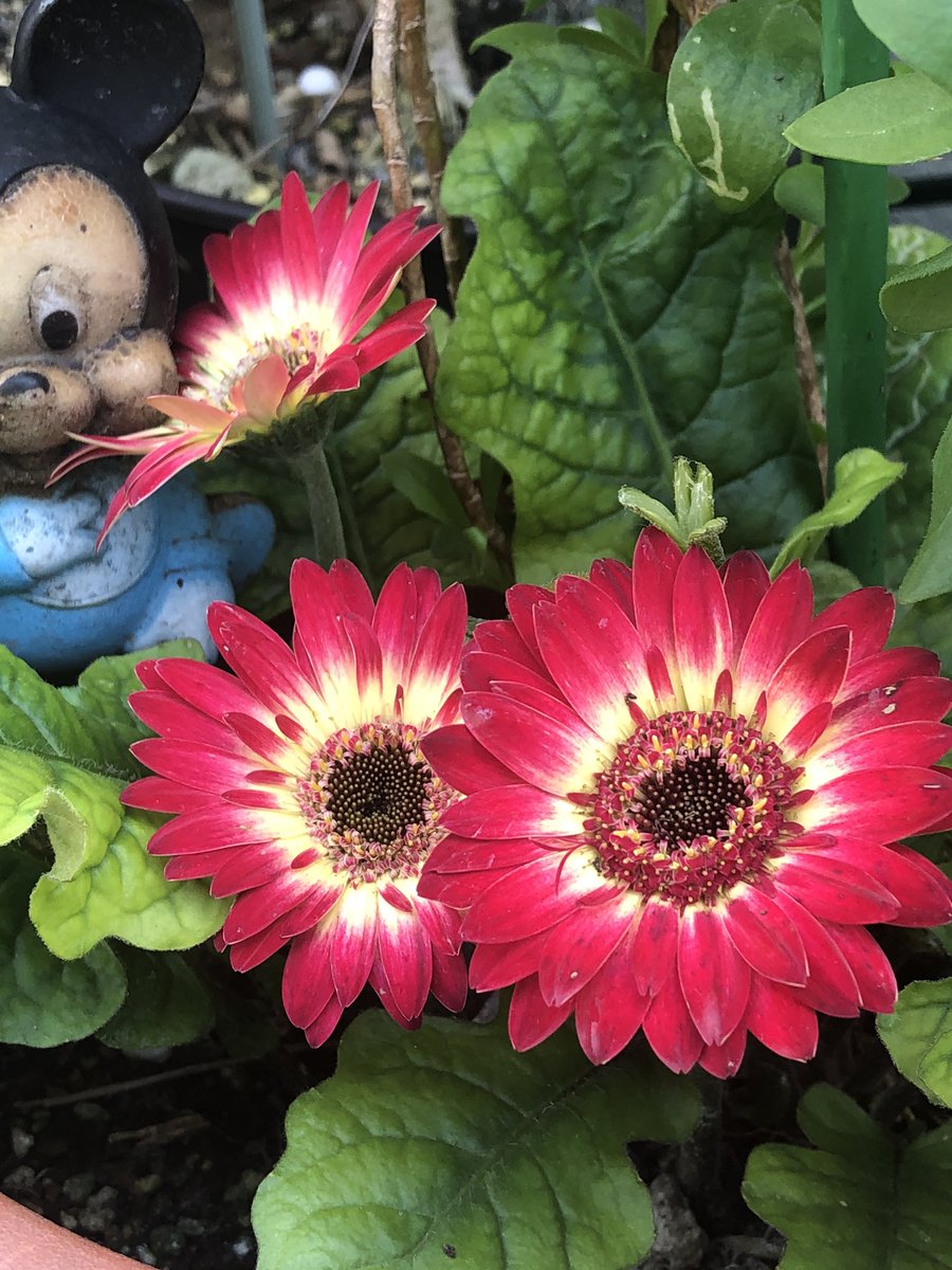 பூக்களே சற்று ஓய்வெடுங்கள்.... #என்வீட்டுதோட்டத்தில்