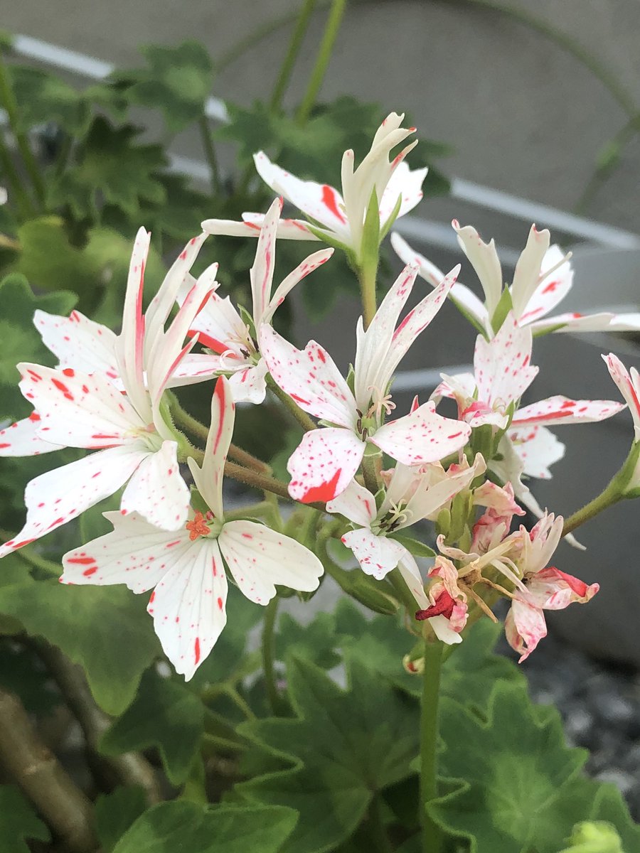 பூக்களே சற்று ஓய்வெடுங்கள்.... #என்வீட்டுதோட்டத்தில்