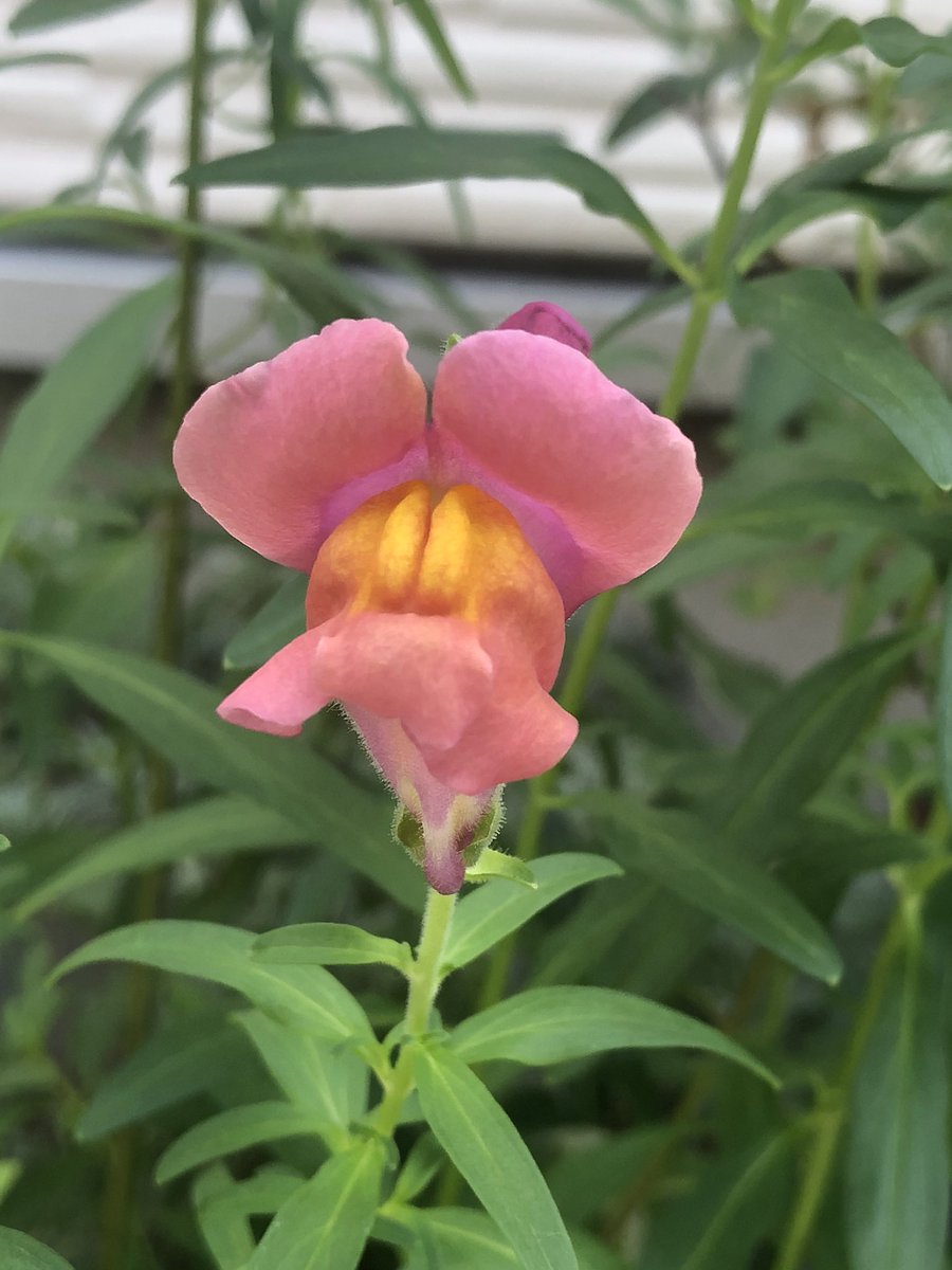 பூக்களே சற்று ஓய்வெடுங்கள்.... #என்வீட்டுதோட்டத்தில்