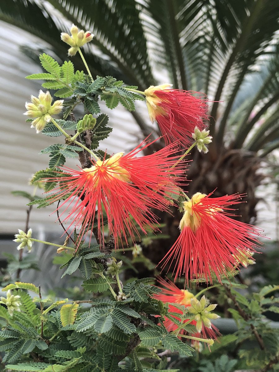 பூக்களே சற்று ஓய்வெடுங்கள்.... #என்வீட்டுதோட்டத்தில்