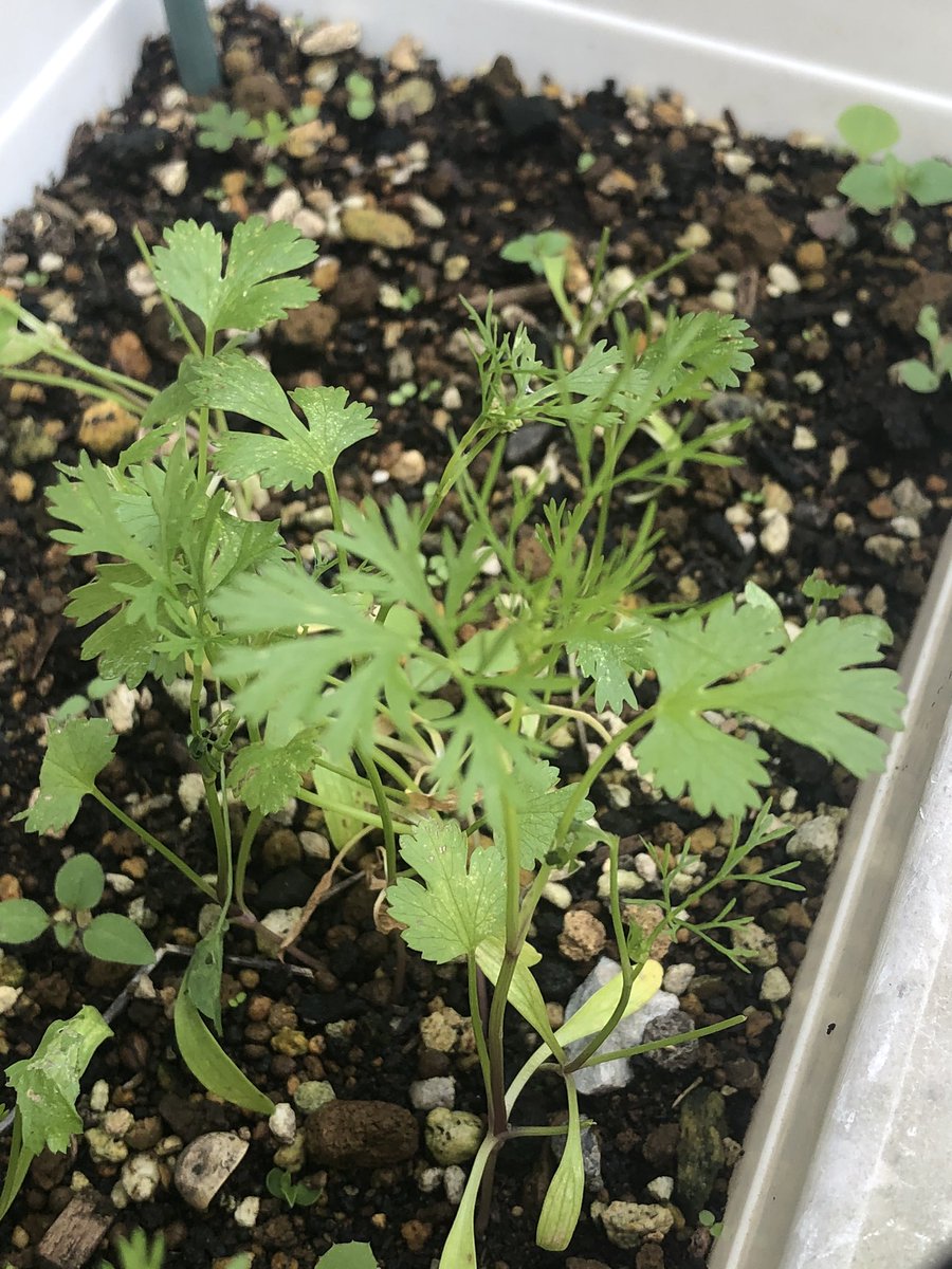 புதினா, கொத்துமல்லி, மணத்தக்காளி, ஸ்ட்ராபெரிவீட்டு விவசாயம் - ஏழைகளின் விவசாயம். #என்வீட்டுதோட்டத்தில்