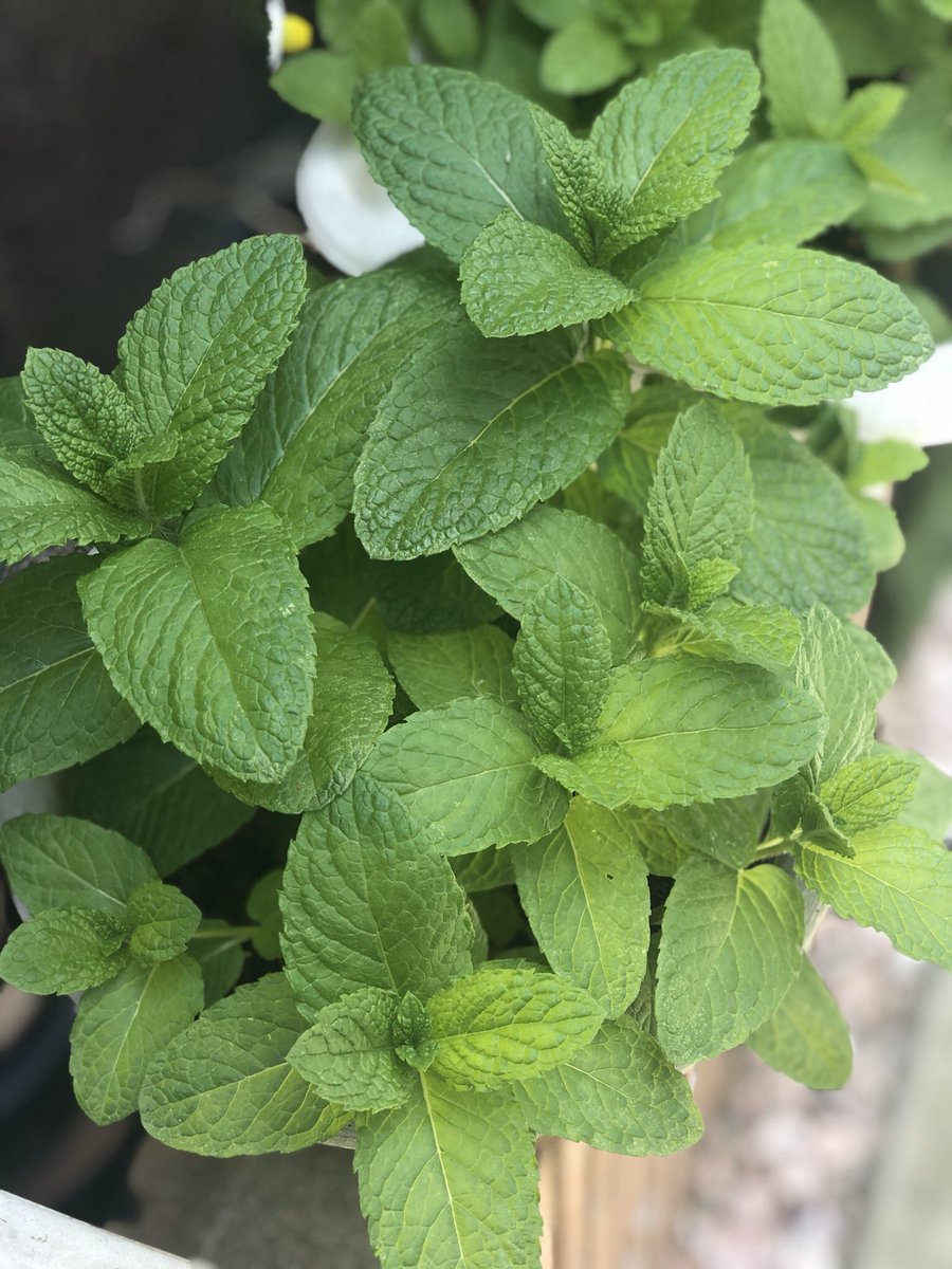 புதினா, கொத்துமல்லி, மணத்தக்காளி, ஸ்ட்ராபெரிவீட்டு விவசாயம் - ஏழைகளின் விவசாயம். #என்வீட்டுதோட்டத்தில்