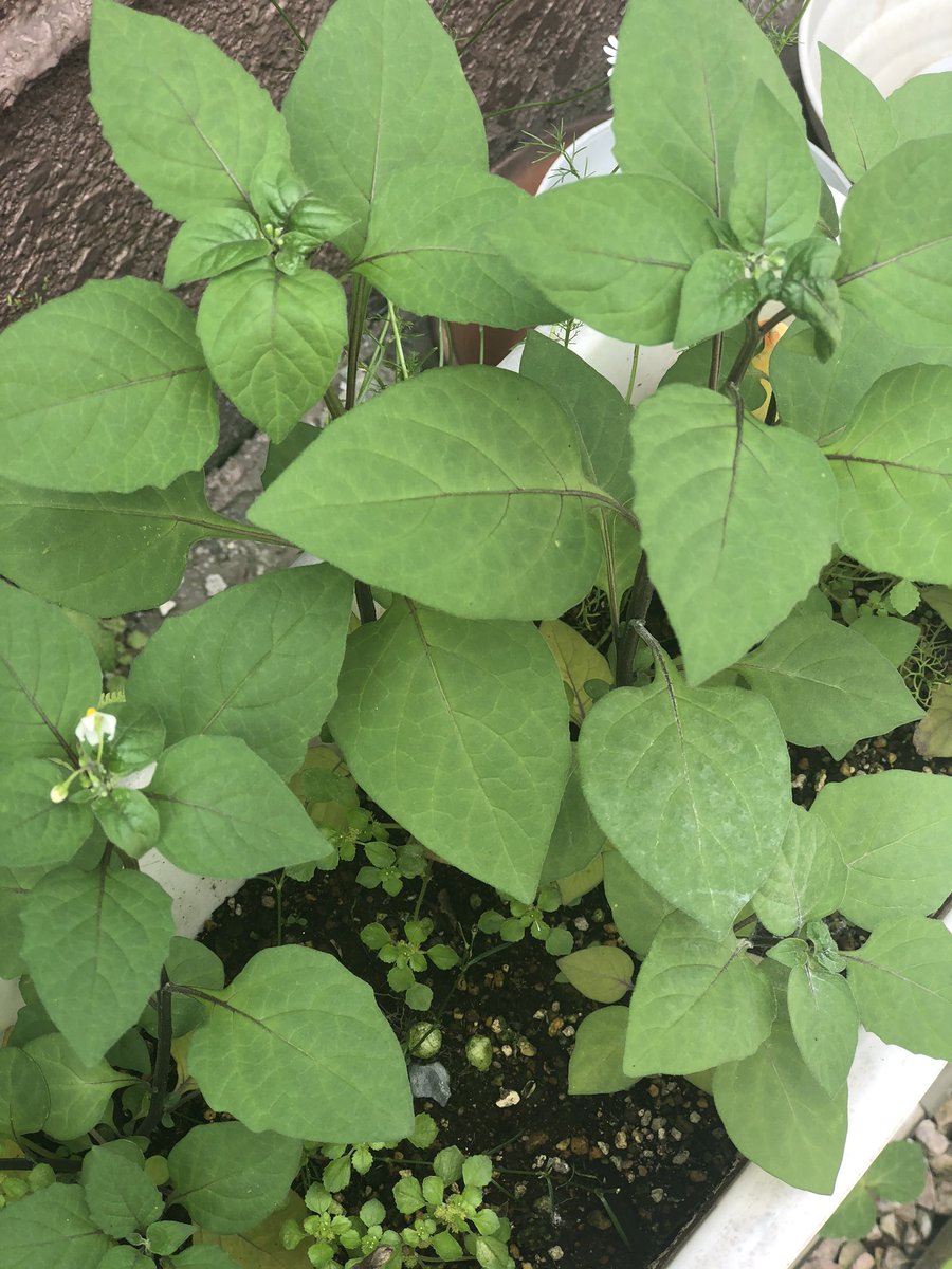 புதினா, கொத்துமல்லி, மணத்தக்காளி, ஸ்ட்ராபெரிவீட்டு விவசாயம் - ஏழைகளின் விவசாயம். #என்வீட்டுதோட்டத்தில்