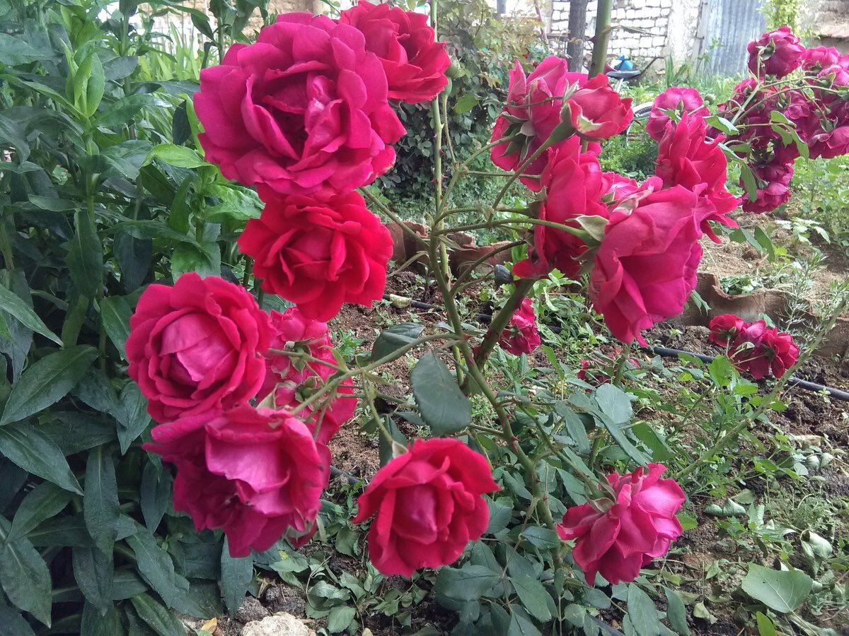 Yüce  Rabbim!  
Aklımıza  Sükünet,
Kalbimize  huzur,  ruhumuza  inşirah,
Versin ..
Gözüme  ibret,  dilime  letafet, 
Hayatıma  bereket  ihsan  eyle!

#bayram 

Bayramınız mübarek olsun ____

Günaydın🌹