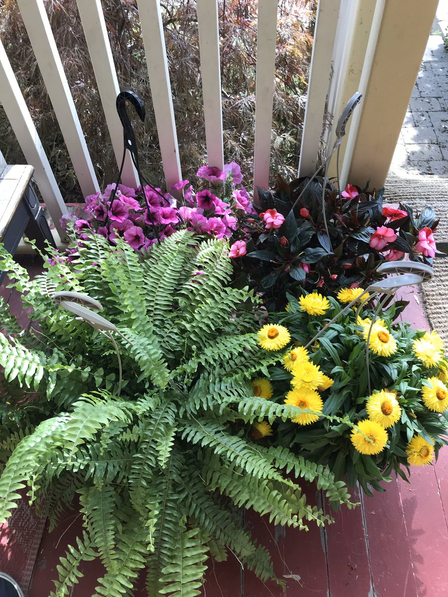 An old lady saw this fern in my cart at the garden store and asked me how much it was. I said I have no clue cuz I didn’t look at the price. She screamed, “MUST BE NICE!” and stormed away.  My brain will never forget that incident even if I tried.