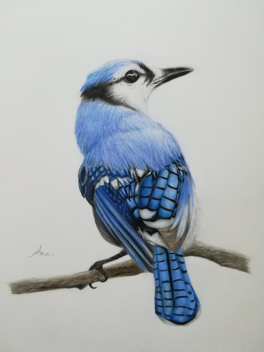 アメ アオカケスという綺麗な鳥を描きました よければ見てくださいね 鳥 アオカケス 色鉛筆画 お絵描き アナログ絵 T Co 9zlalcxqpb Twitter