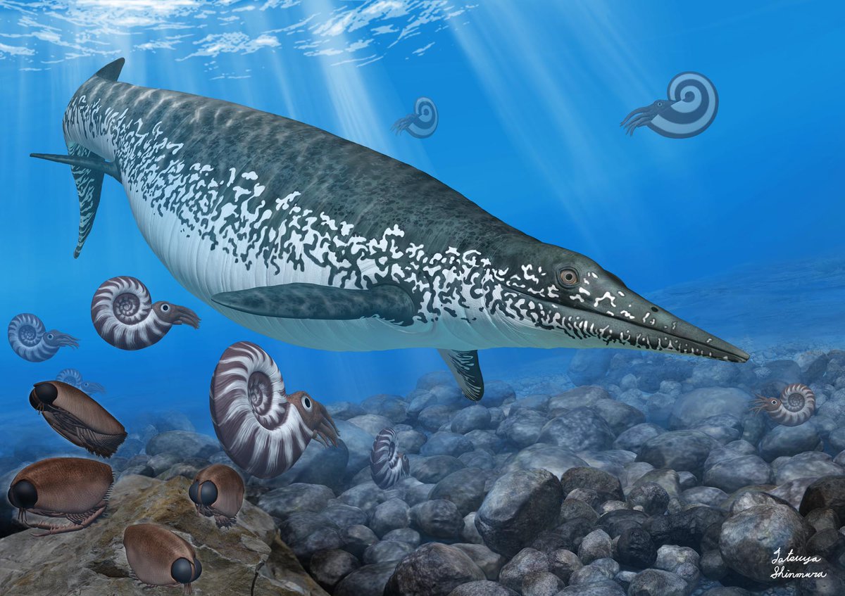 みなみさんりく発掘ミュージアム 公開古生物復元 完成のタイミングで顎が出てきた 奥歯も1本確認 骨の一部を観察すると リアルに頭の中で復元出来るようになりました 南三陸 ウタツサウルス