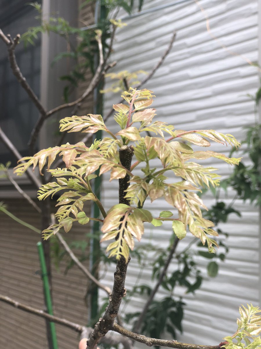 கருவேப்பிலை குளிர்காலத்தில் போனது, எட்டி பார்க்குது. தக்காளி, பாவக்காய்....ஏழைகளின் விவசாயம்- வீட்டு விவசாயம் #என்வீட்டுதோட்டத்தில்