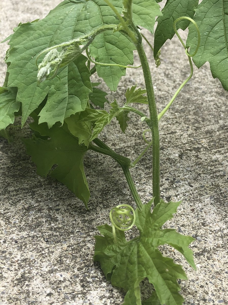 கருவேப்பிலை குளிர்காலத்தில் போனது, எட்டி பார்க்குது. தக்காளி, பாவக்காய்....ஏழைகளின் விவசாயம்- வீட்டு விவசாயம் #என்வீட்டுதோட்டத்தில்