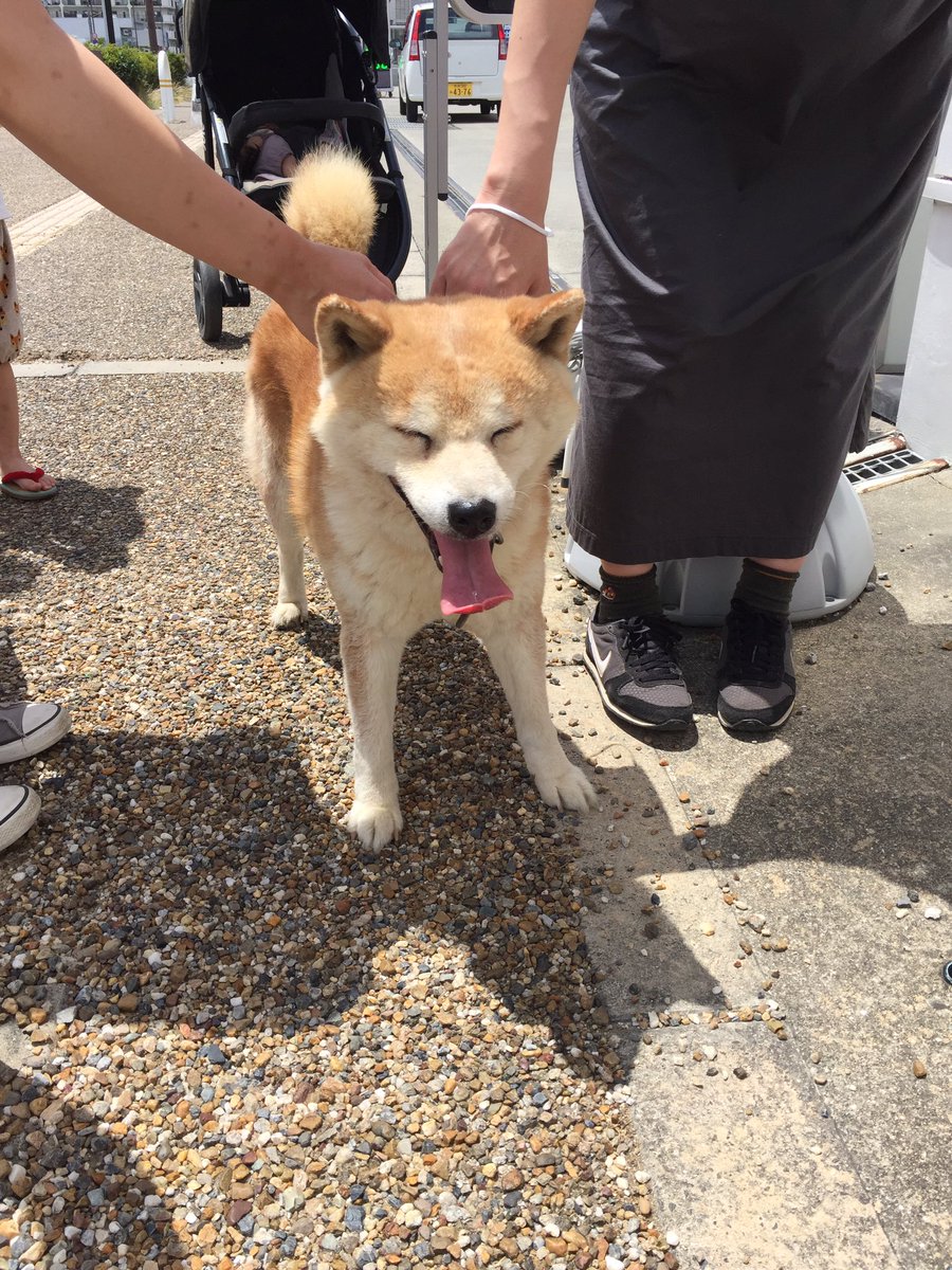 KAeeeeeN's tweet image. 蔦屋書店奈良店の近くで迷い犬を保護しました。赤い首輪をしています！
奈良警察に連絡して保護していただいています。
早く飼い主さんが見つかりますように。
#拡散希望 #迷い犬 #柴犬 #迷い犬