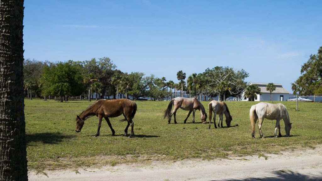 Cumberland Island which is located in Camden County, Georgia. It gives big PEI vibes to me and I am here for it