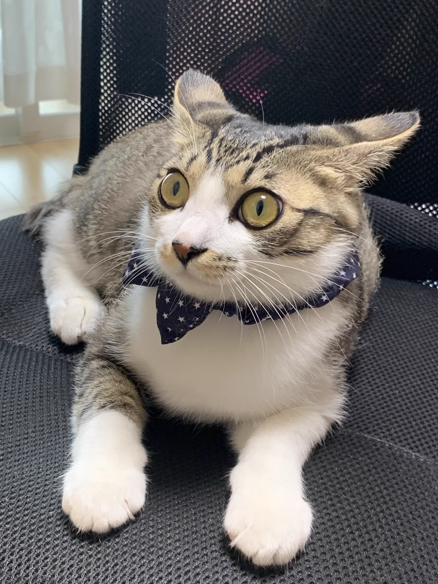 マスクしただけなのにwww「お前飼い主じゃないな？」という顔をしてくる猫ちゃんが可愛い！！