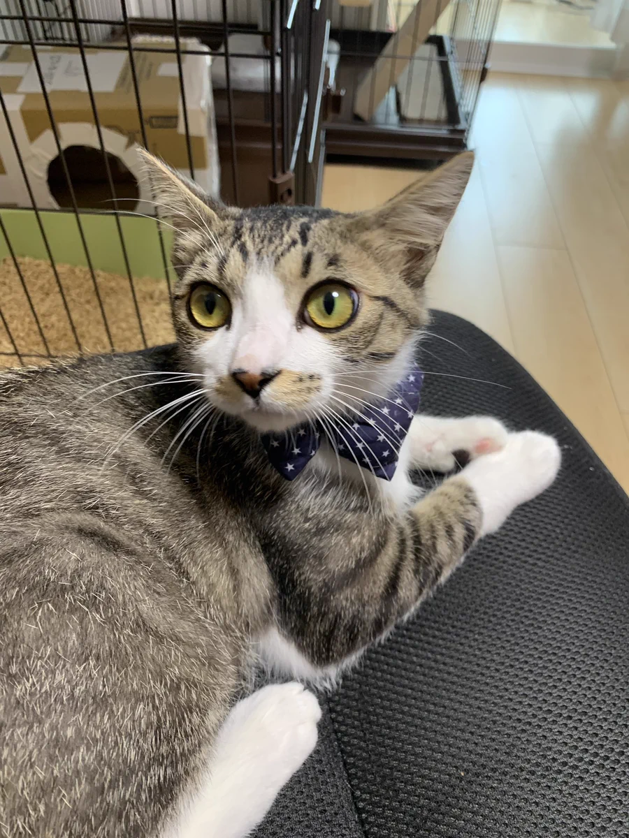 マスクしただけなのにwww「お前飼い主じゃないな？」という顔をしてくる猫ちゃんが可愛い！！