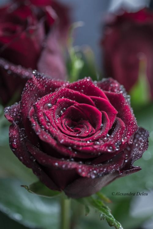 KatanaHugo's tweet photo. Black Beauty' Bush Rose
#photos #flowers #roses https://t.co/sTRshUeS04