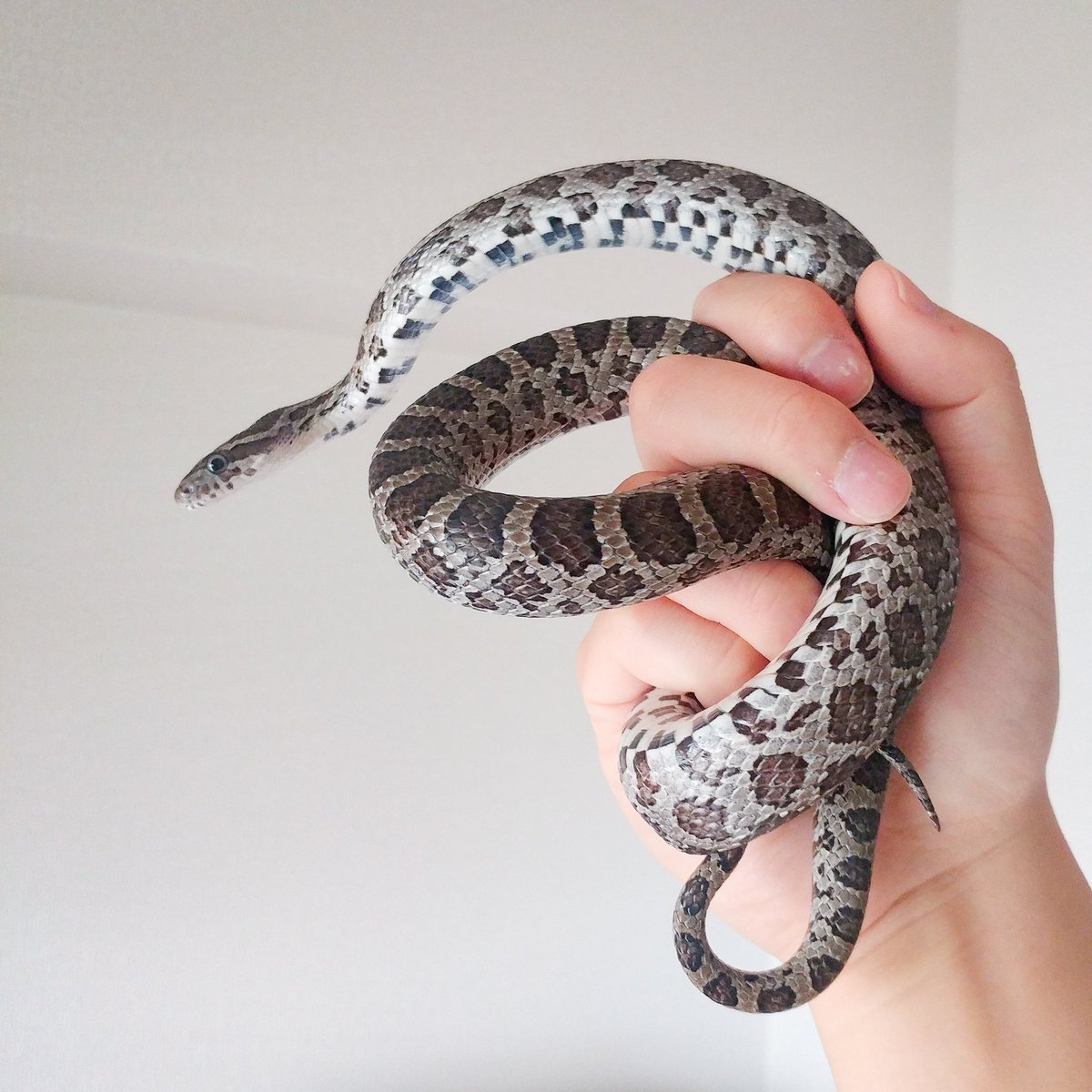 Twitter पर ヨロズナ 萬名 游鯏 うちの蛇ハンドリング だいぶ慣れて強ばることも少なくなりました まだ機嫌悪いとすっ飛んでくるけど しっぽが可愛い Emorysratsnake Greatplainratsnake Ratsnake Pantherophisemoryi Pantherophis Reptiles Snake