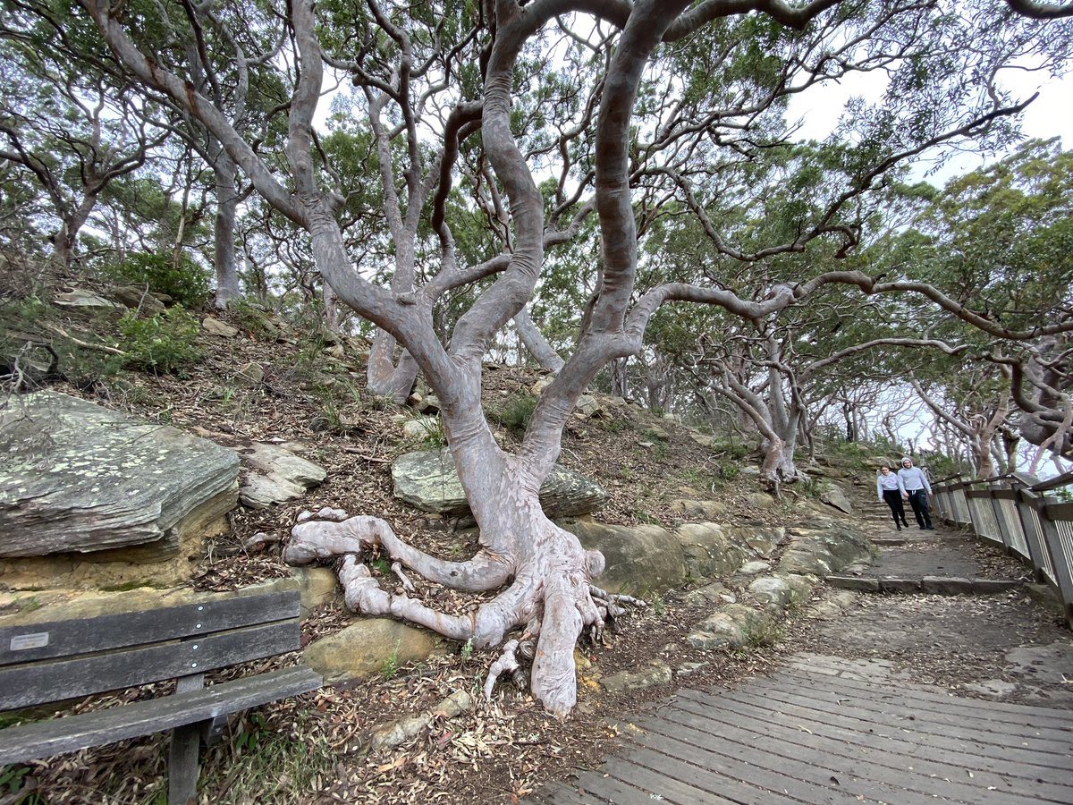 robridemedia's tweet image. I do believe you’d like this place Brian. @BrianCooksonOBE 

#sydney #treegallery