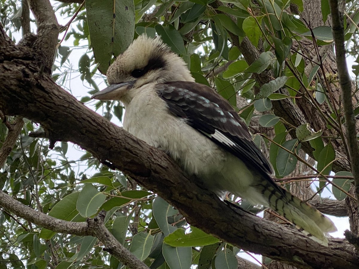 robridemedia's tweet image. I do believe you’d like this place Brian. @BrianCooksonOBE 

#sydney #treegallery
