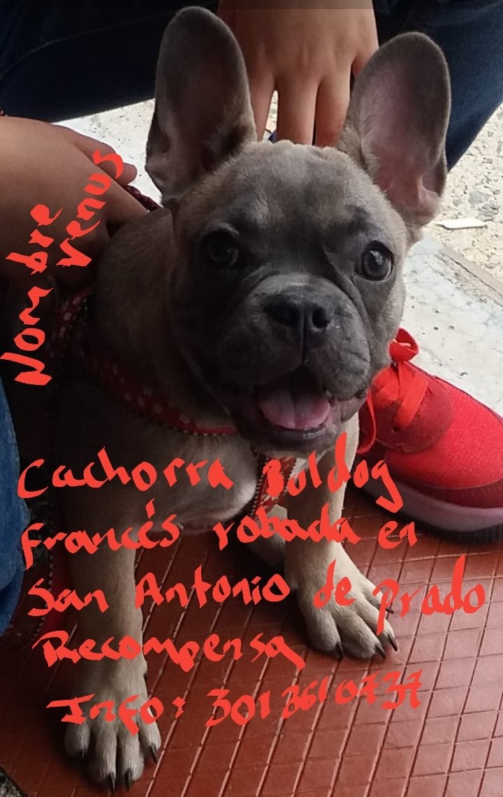 xvalcano's tweet photo. 5 sujetos que se movilizarán en vehículo Renault 9 color blanco de placas UIB-876, ROBARON está cachorra bulldog francés llamada Venus, en San Antonio de Prado.
Favor difundir. https://t.co/R54hoeHC6b