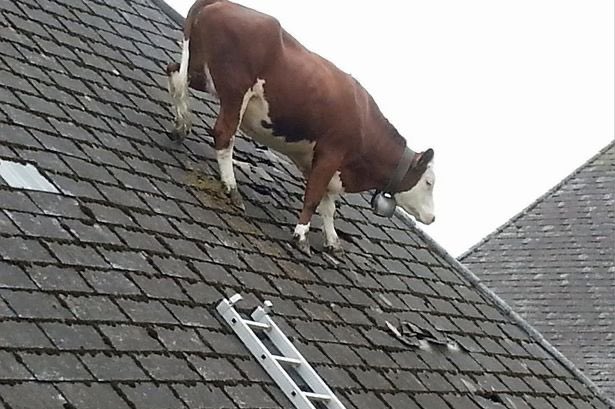 heavenIyblood's tweet photo. Las vacas de Lee https://t.co/N11hC7r4fh