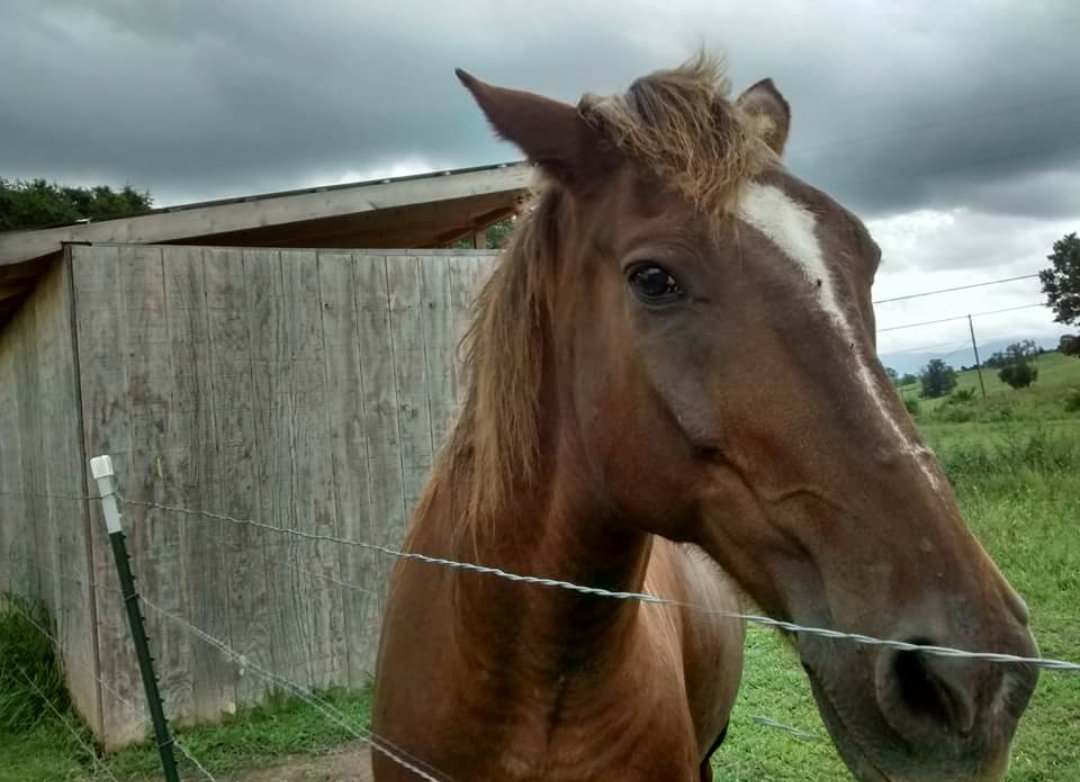 spopfarms's tweet photo. Yeehowdy'all again! Meet Steele, one of the horses on the farm!

(This is my actual horse. Please love him) https://t.co/PiuMgjC9o8