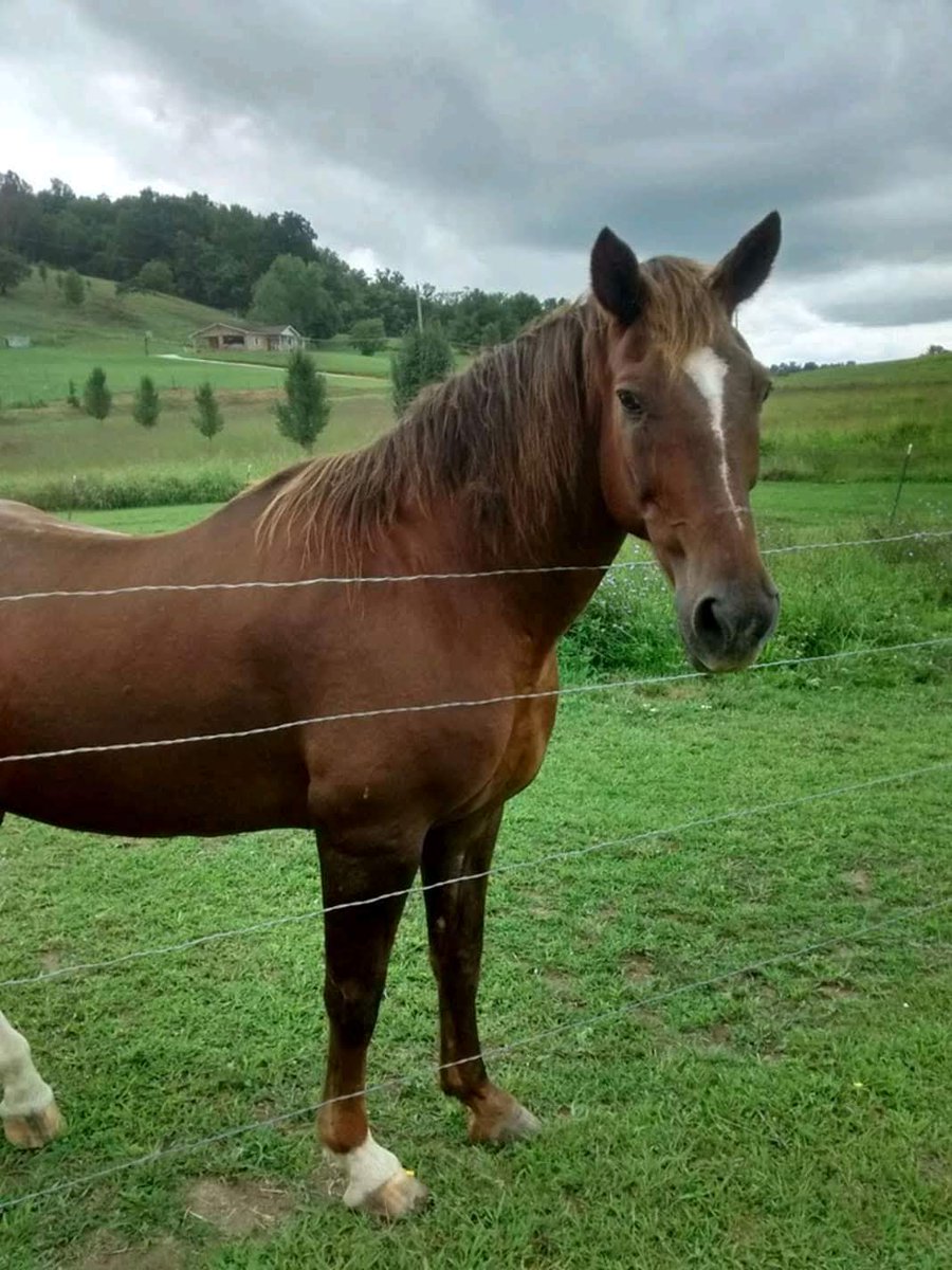 spopfarms's tweet photo. Yeehowdy'all again! Meet Steele, one of the horses on the farm!

(This is my actual horse. Please love him) https://t.co/PiuMgjC9o8
