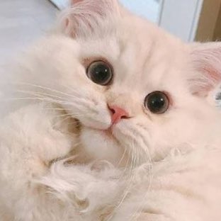 เธรดรวมน้องอินจุนโพแมว ₍˄·͈ ‧̫ ·͈˄₎
