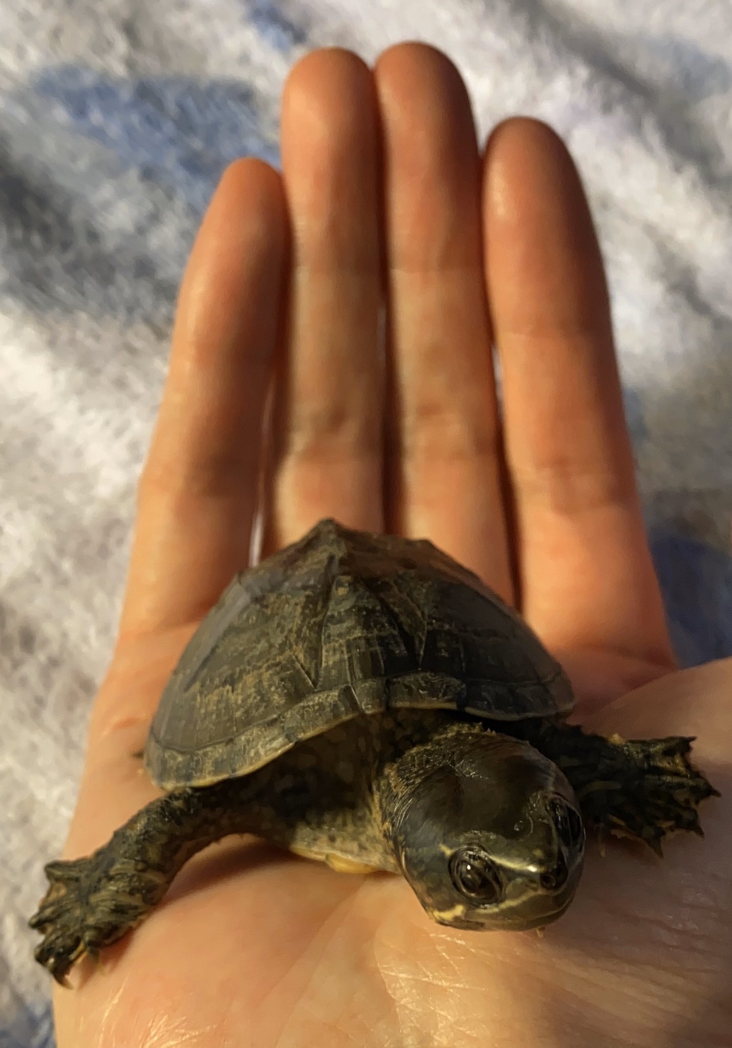 ニオイガメ観察 手の平の上の ミシニのまめちゃん 乗ったまま10分くらいのんびりしてた W ミシシッピニオイガメ ミシニ カブトニオイガメ カブニ 亀 カメ 動物 ペット Turtle Love 混泳 ご飯 エサ かわいい 手乗りカメ T