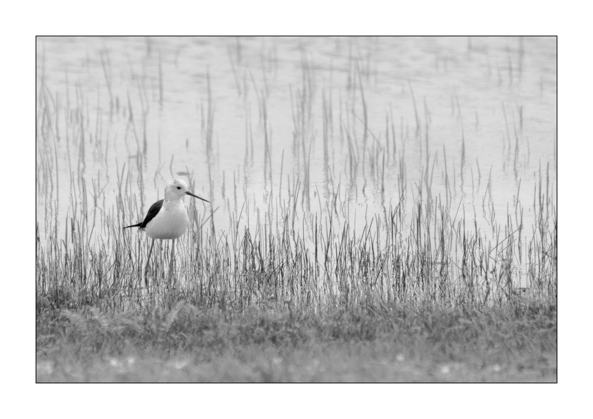 CritiquePhoto_'s tweet photo. Photo Coup de Coeur des Membres du forum https://t.co/GsezmNFiag (votre club photo en ligne) du 24/05/2020 : "Echasse blanche"
Auteur : sergiosergio
https://t.co/OZ0LAOPV6b
#photo #photographie #photos #photoshoot #forum #club #clubphoto #critiquephoto #oiseau https://t.co/RoyGJvXzcR