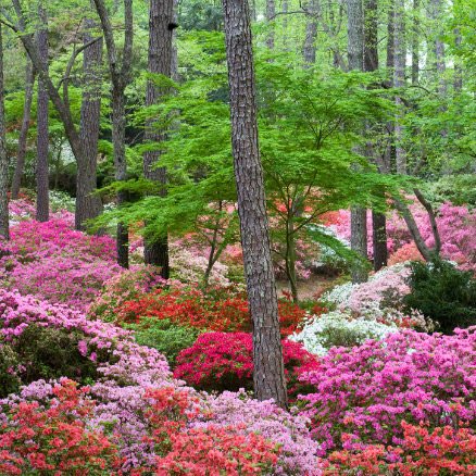 Callaway Resort and Gardens located in Pine Mountain, Georgia. I had to include it even if it’s a popular tourist attraction bc much like the other places it’s stunning!!