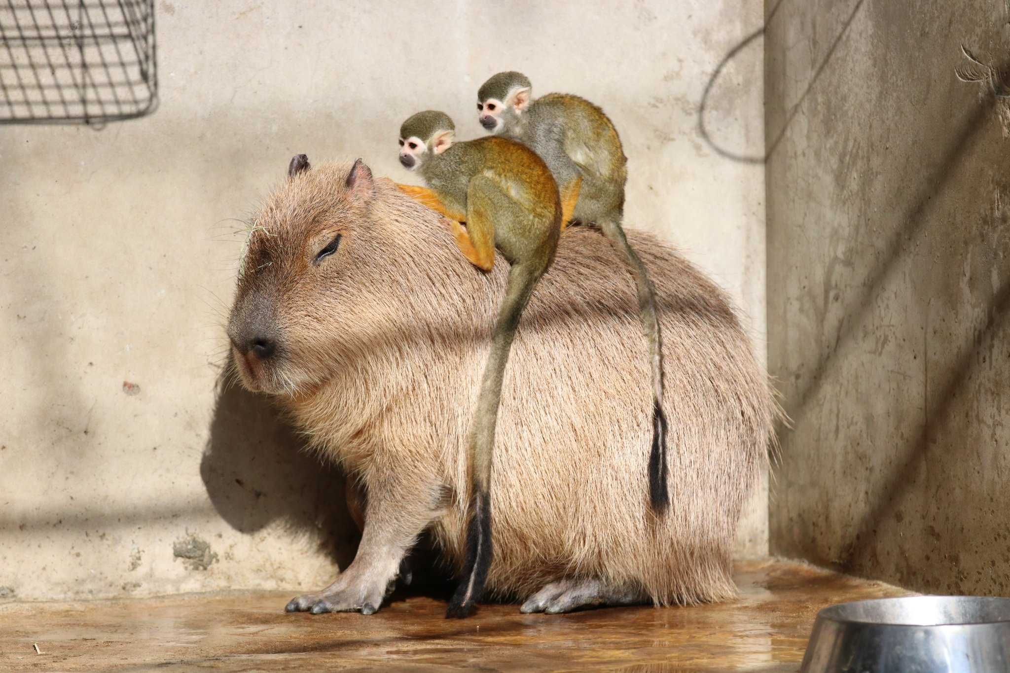 シュウ カピバラタクシー 東武動物公園 コモンリスザル カピバラ T Co Av8gbnzllk Twitter