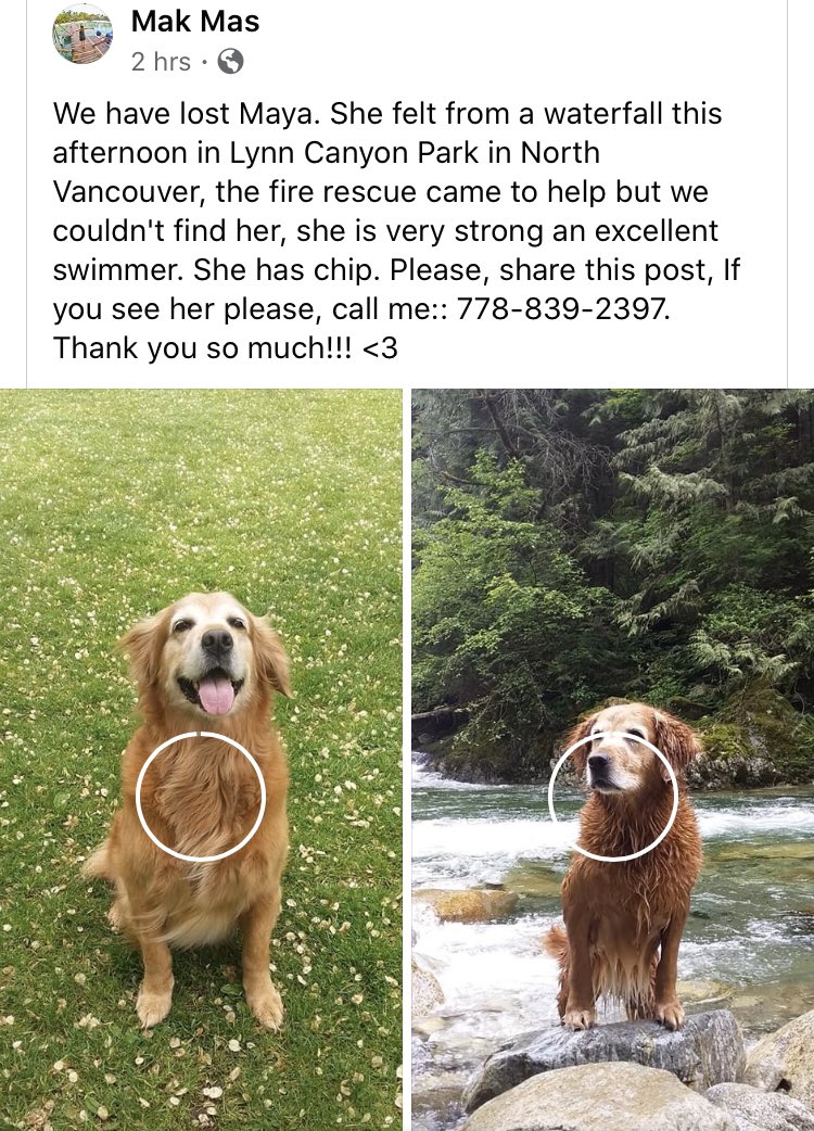 #missingdog Maya #northvan #northvancouver #lynncanyon