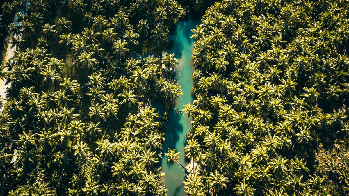 Nate DOGE. tweet media