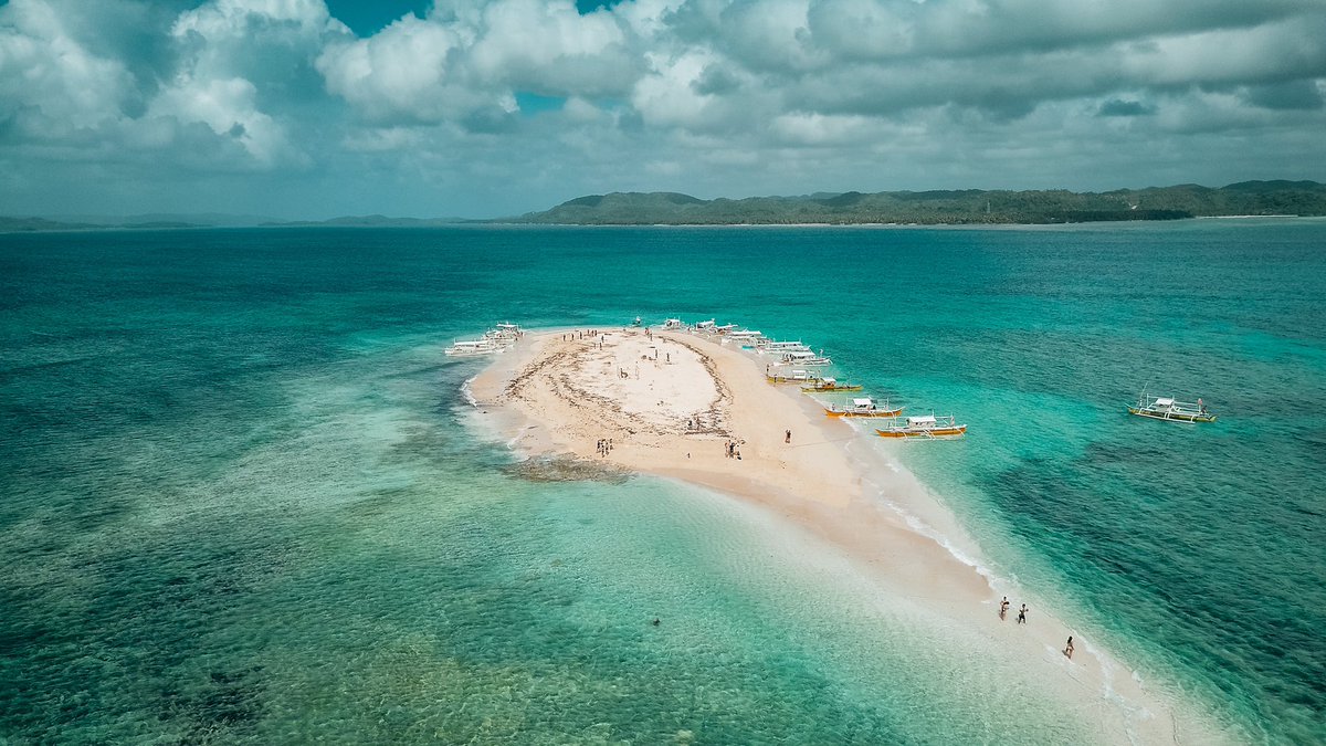 Nate DOGE. tweet media