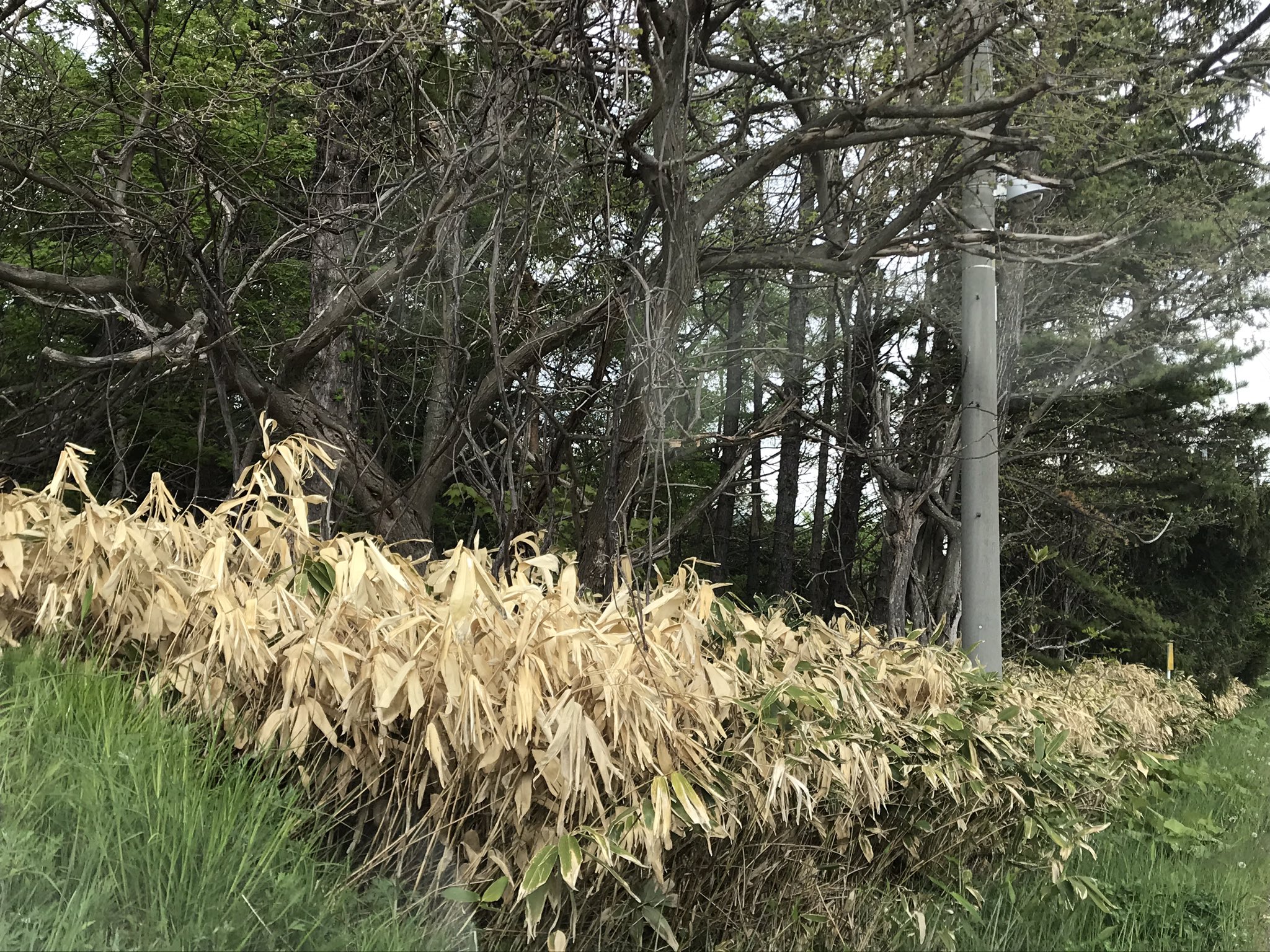 Cmk2wl 北海道札幌市 定山渓温泉周辺で笹枯れしているそうです 数十年に一度の笹枯れ現象とは別にして 笹や他の植物がこれまでにないほど枯れてませんか